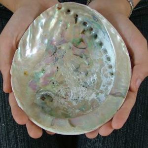 Conchiglia di Abalone
