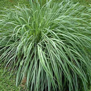 Citronella