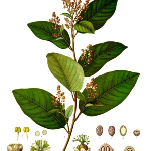 Cascarilla