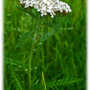 Achillea millefoglie