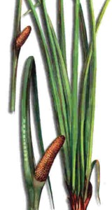 Calamo aromatico