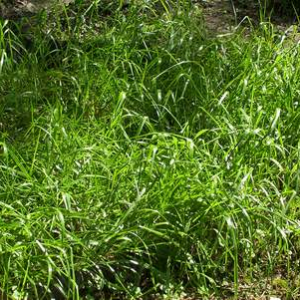 Erba dolce (Sweet grass - Hierochloe odorata)