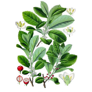 Ilex paraguai (yerva)