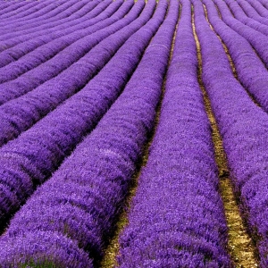 Lavanda