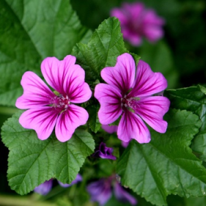 Malva