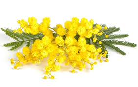 Mimosa