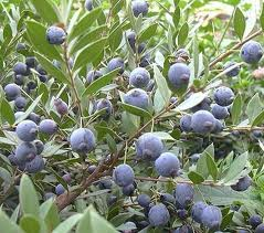 Mirto
