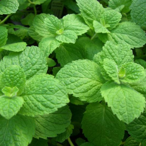 Menta