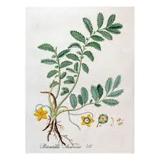 Potentilla