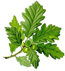 Quercia