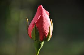 Rosa (bocciolo)
