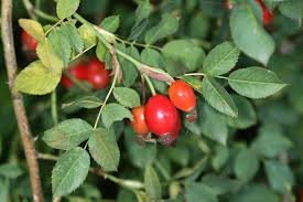 Rosa canina