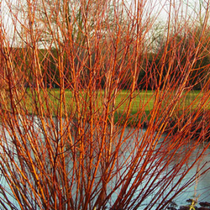 Salice rosso (red willow)