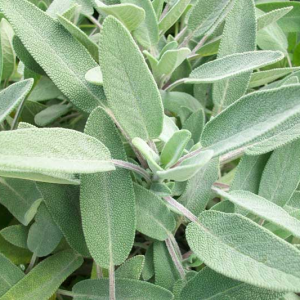 Salvia bianca (white sage)