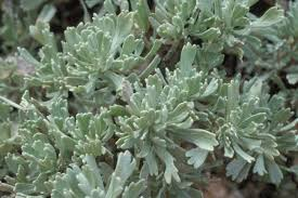 Salvia del deserto (artemisia tridentata)