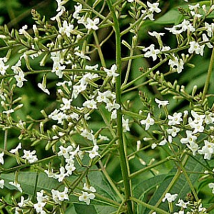 Verbena odorosa (erba Luisa)
