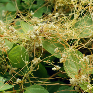 Cuscuta (refe del diablo)