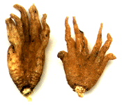 Lucky hand root (radice mano fortunata)