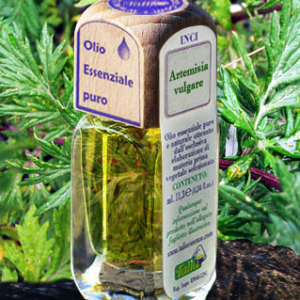 Artemisia
