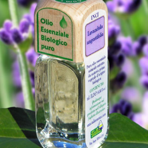 Lavanda officinale