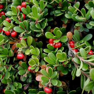 Uva Ursina (Bear Berry)