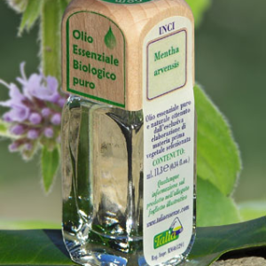 Menta Campestre