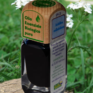 Achillea