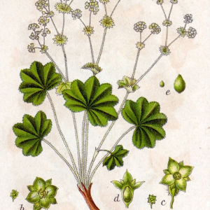 Alchemilla