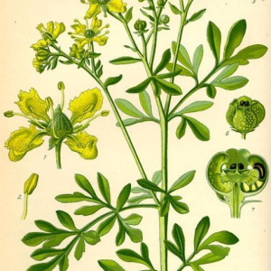 Ruta (ruta graveolens)