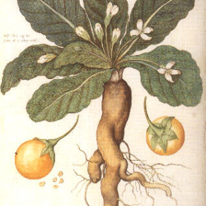 Mandragora Officinarum