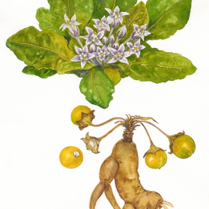 Mandragora Autumnalis