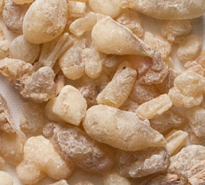Janawhi (Boswellia Dalzielii)