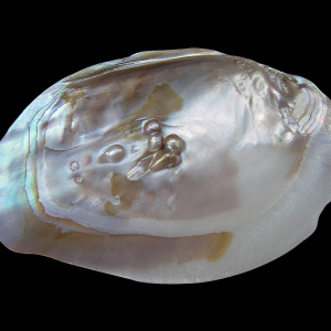 Conchiglia madreperla