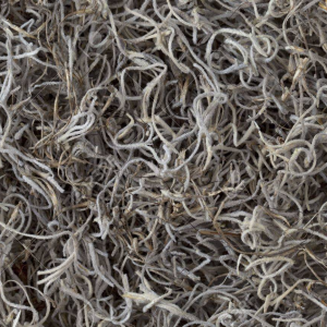 Muschio Spagnolo (spanish moss)