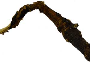 Osha root