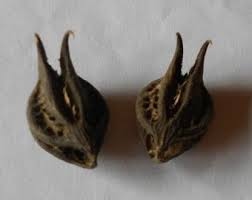 Bathead root