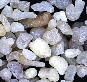 Boswellia Occulta