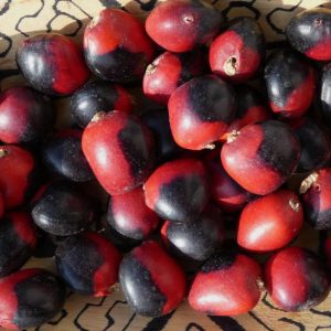 Huayruro: occhio del diavolo (Ormosia coccinea)