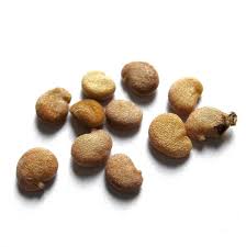 Mandragora Officinarum (Semi)